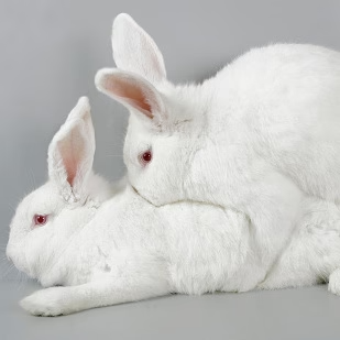 Two bunnies cuddling with a grey background.