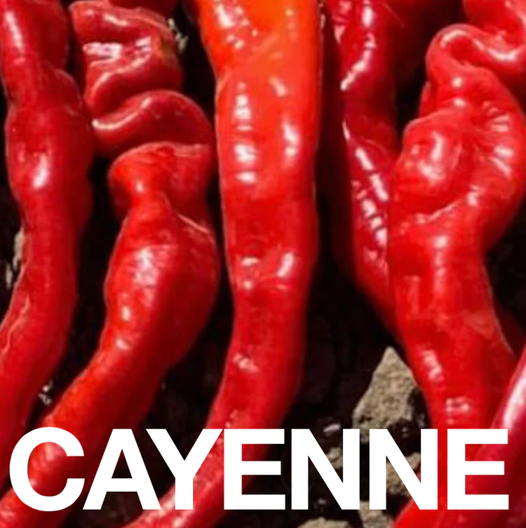 Cayenne peppers up close.