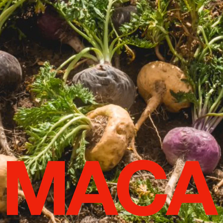 Maca plants that have been uprooted.
