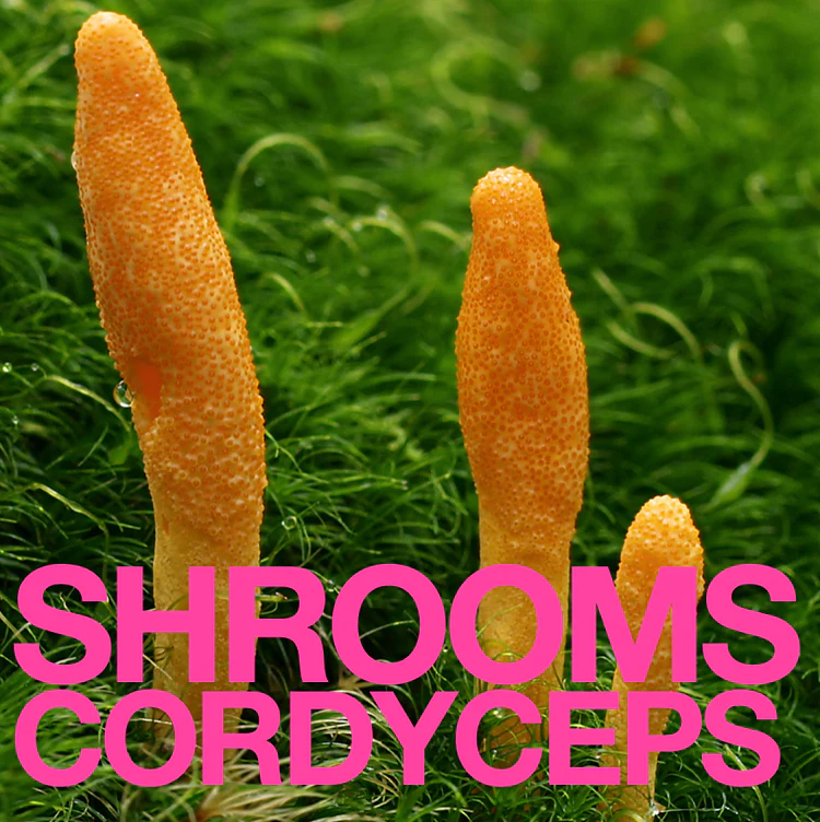Shrooms Cordyceps on a bed of grass.