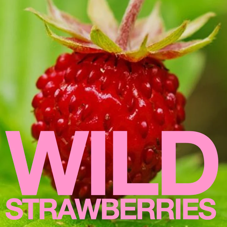 A wild strawberry with a blurred green background.