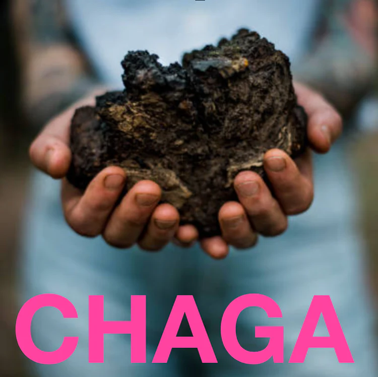 Person holding chaga up close.
