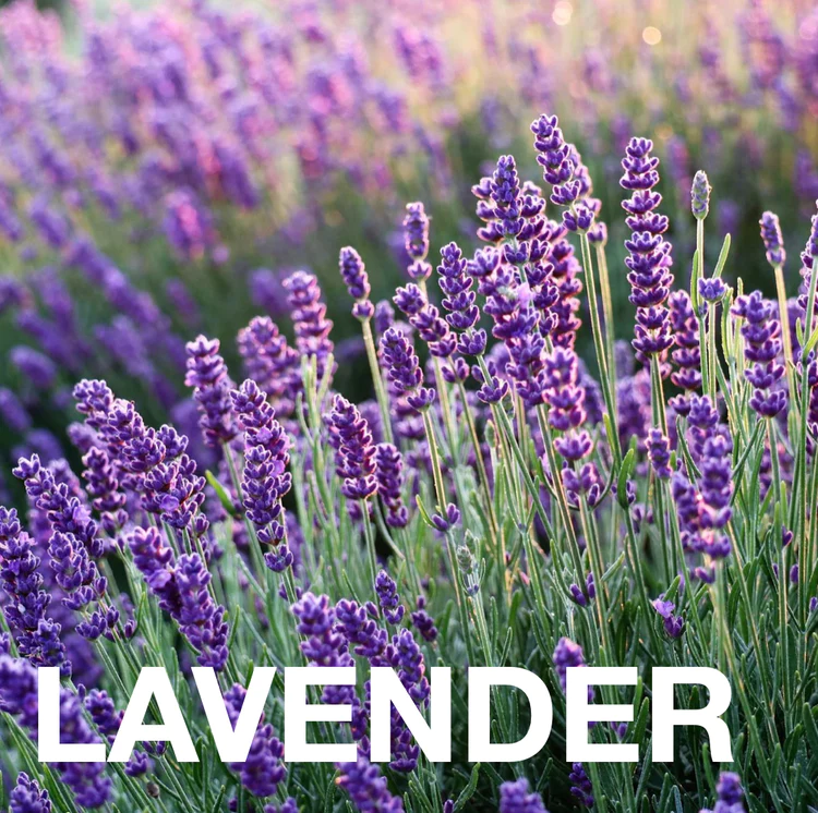 A field of lavender.