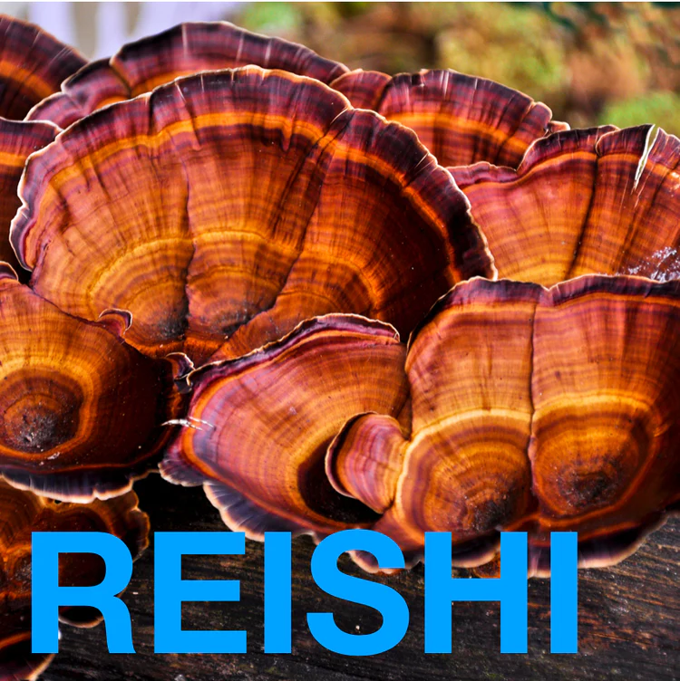 Reishi plants in nature.