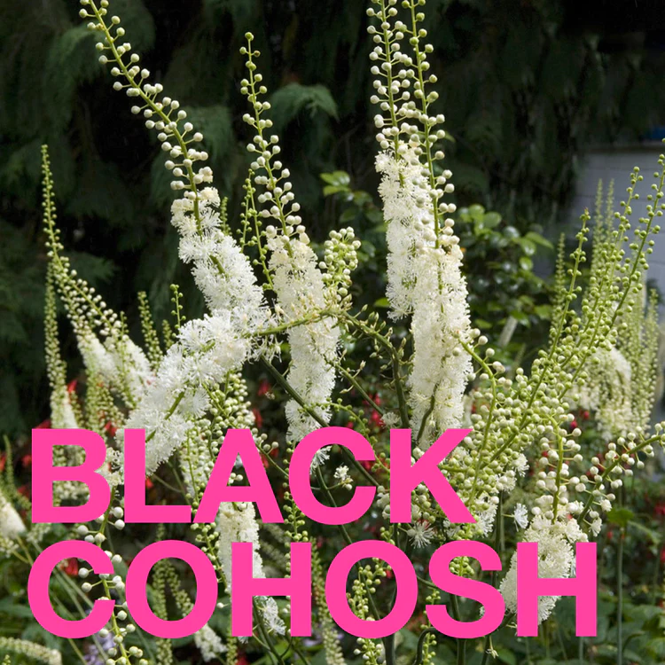 Black Cohosh plant outside in a garden.